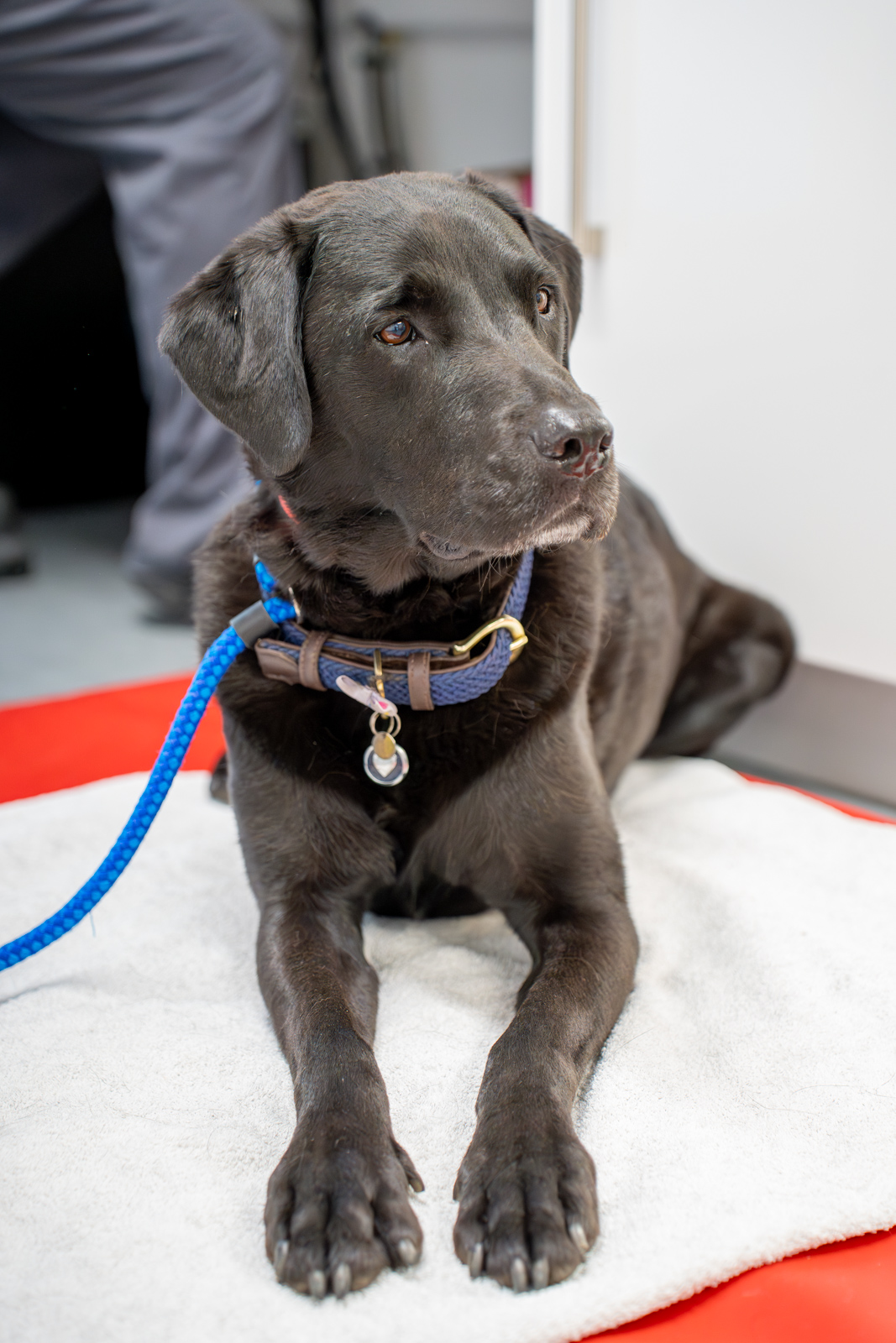 Oakwood Veterinary Referrals (Web) 014
