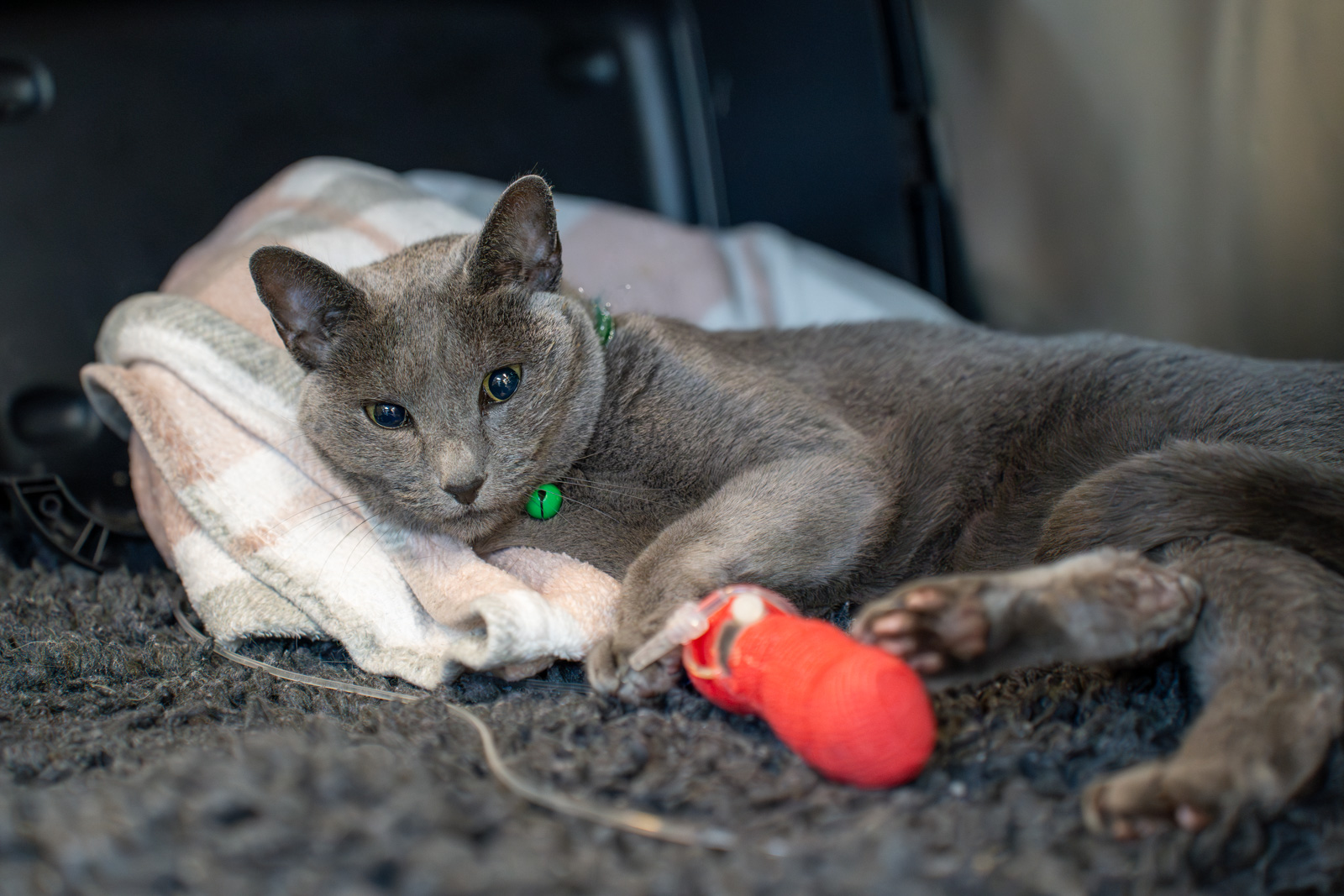 Oakwood Veterinary Referrals (Web) 049