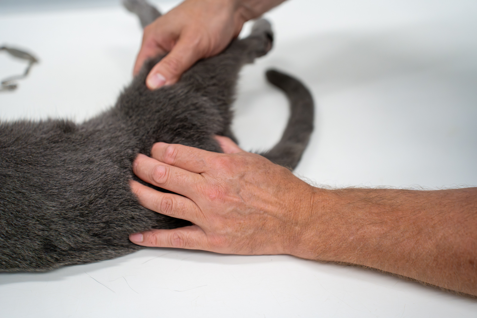 Oakwood Veterinary Referrals (Web) 053